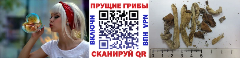Купить  Кашира  Псилоцибиновые грибы Magic Shrooms 